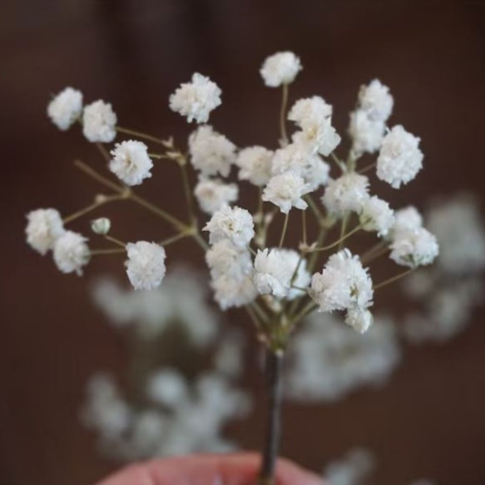 Dried Baby's Breath Hair Pin (12 pieces)